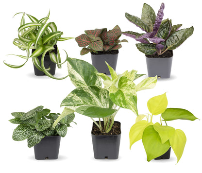 Easy-to-Grow Houseplants – 6-Pack