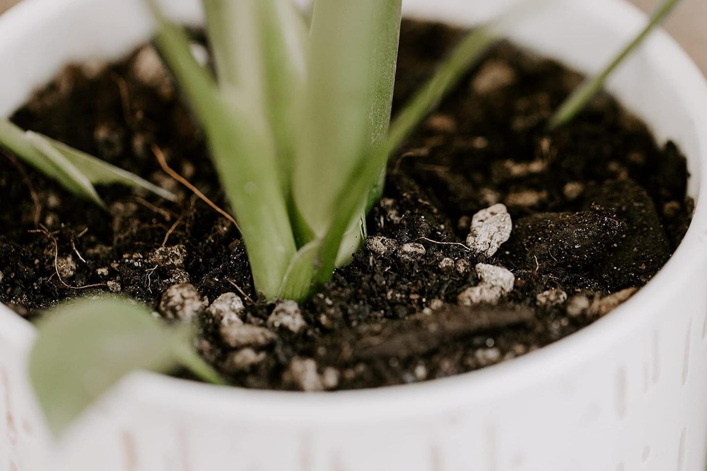 Premium Monstera Potting Soil - Quick Drain Soil for Thriving Deliciosa and Swiss Cheese Plants