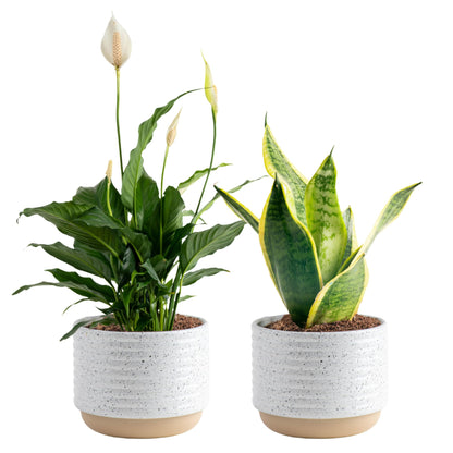 Costa Farms Live Indoor Plant Trio