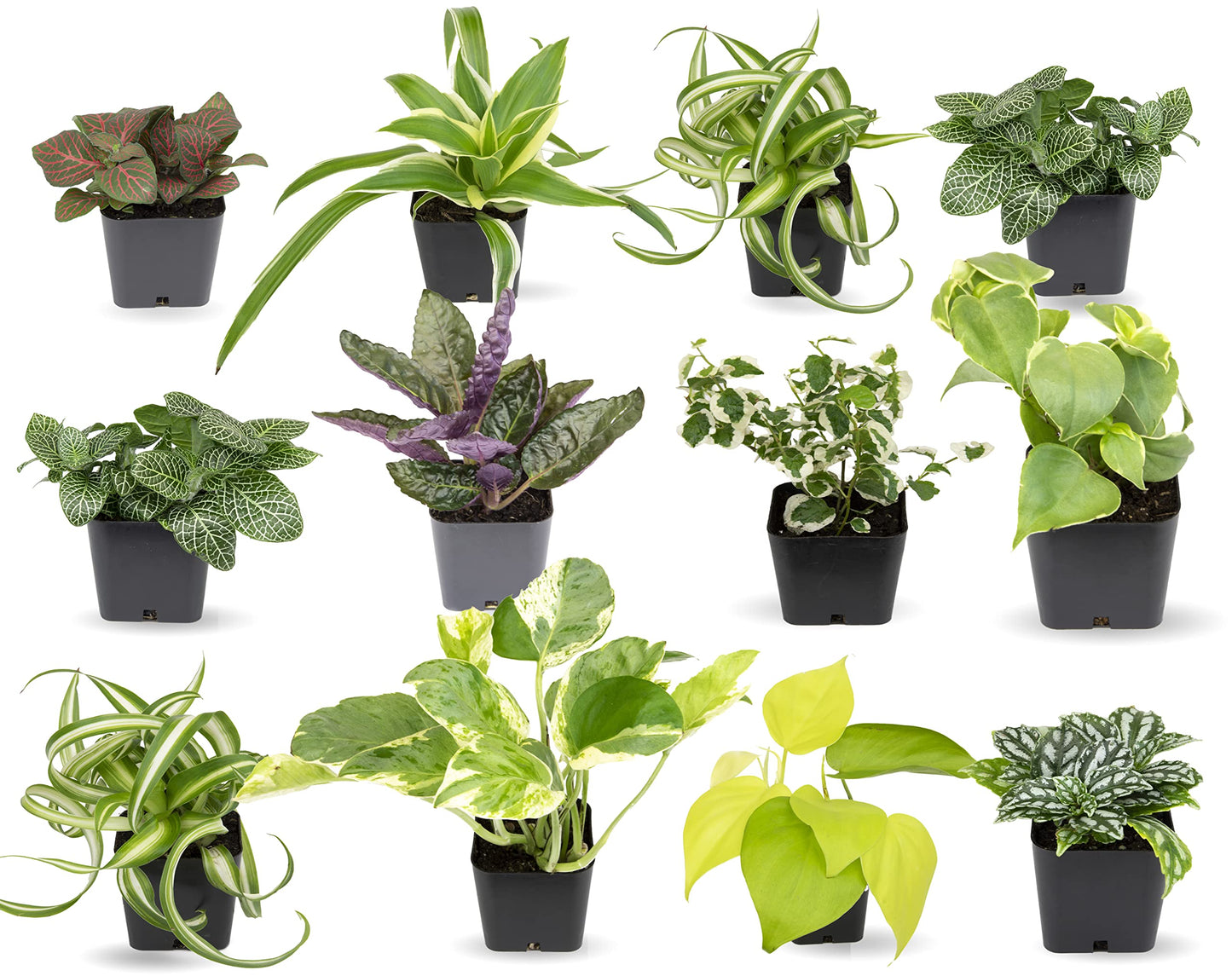 Easy-to-Grow Houseplants – 6-Pack