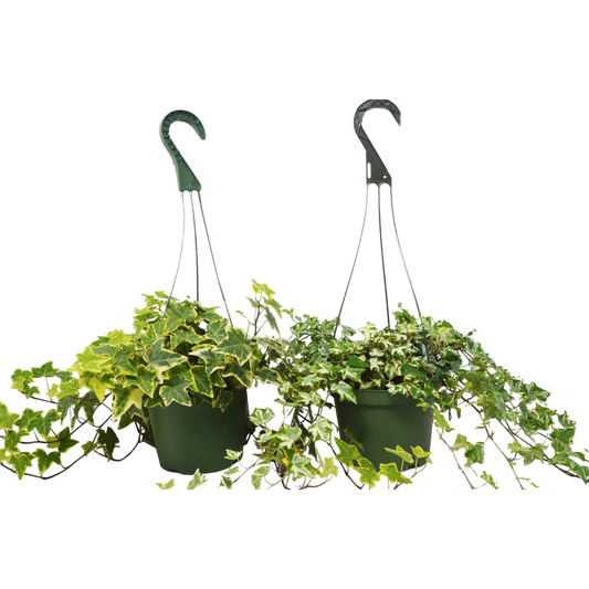 2 English Ivy Variety Pack - FREE Care Guide - 6" Hanging Pot - House Plant Shop