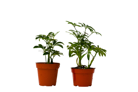 2 Different Schefflera Plants Variety Pack - 4" Pot - OVAD