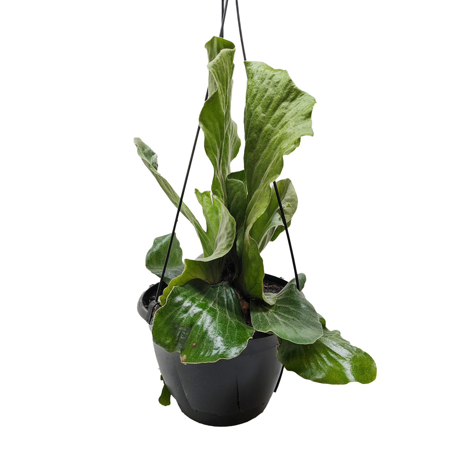 Fern 'Elephant'.
