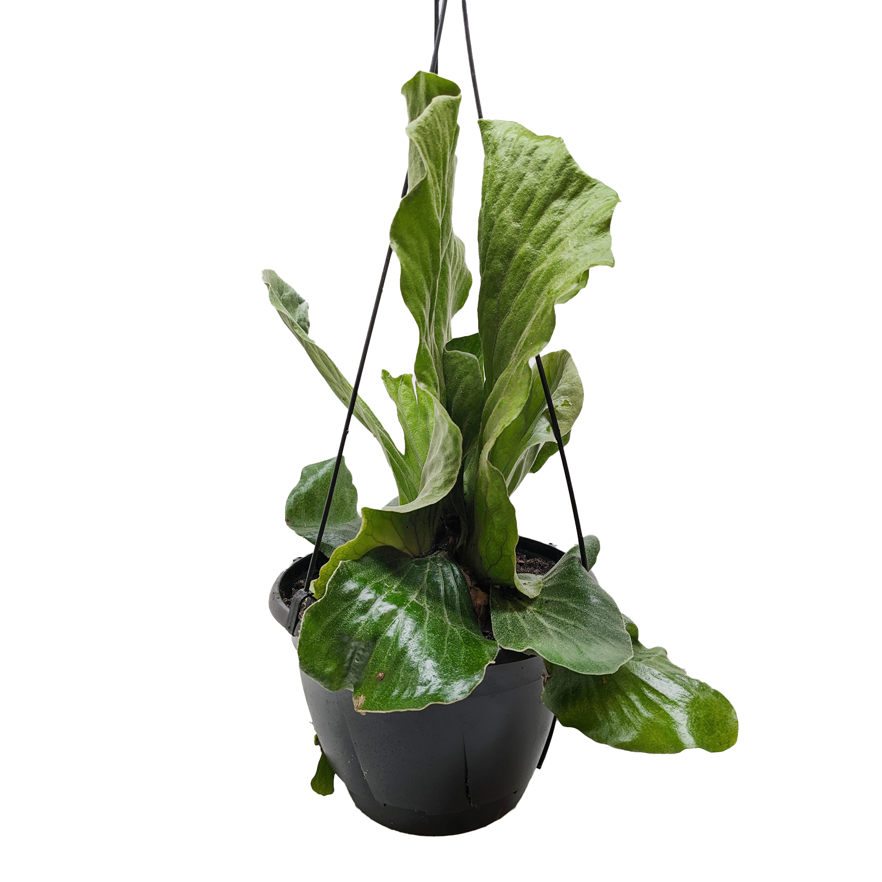 Fern 'Elephant'.
