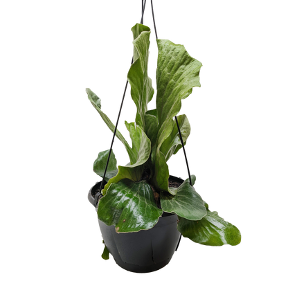 Fern 'Elephant'.