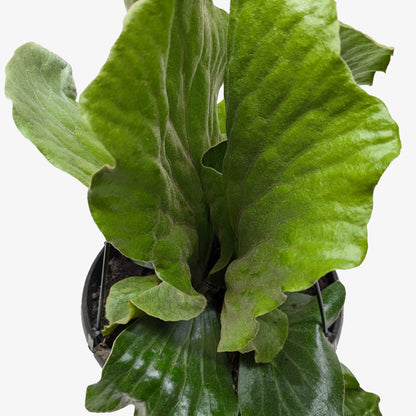 Fern 'Elephant'.