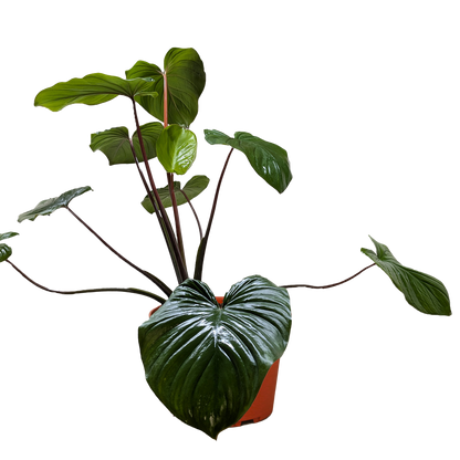 Homalomena 'Emerald Gem'