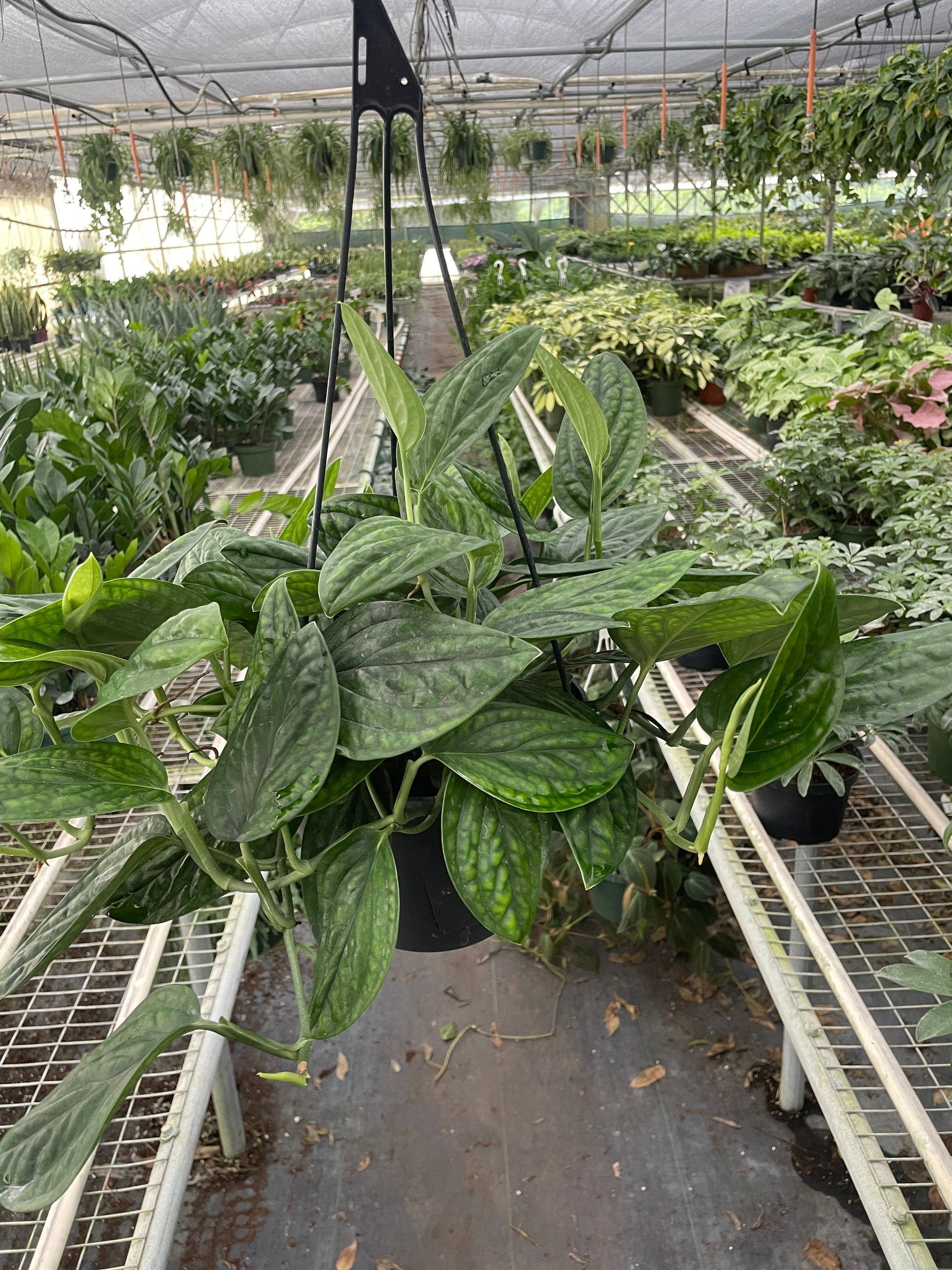 Monstera 'Peru' - OVAD