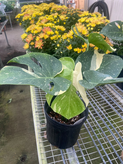 Monstera 'Thai Constellation' - OVAD