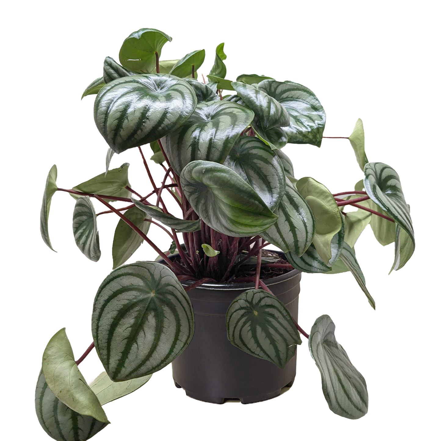 Peperomia Watermelon - OVAD