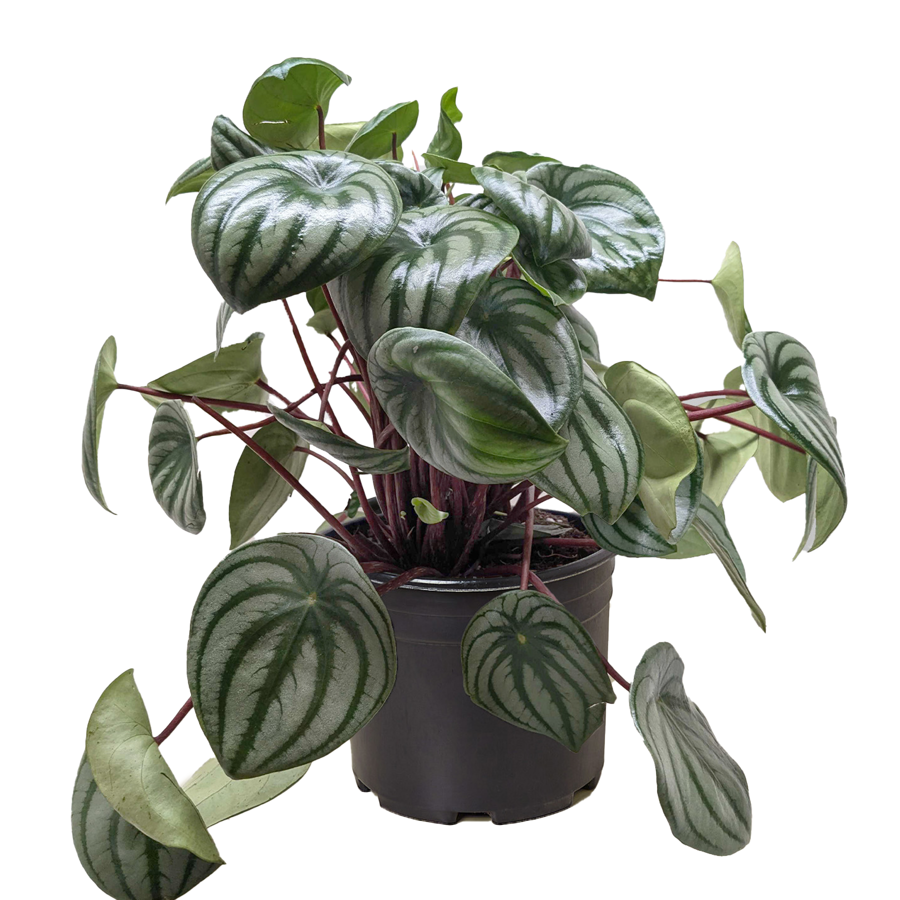 Peperomia Watermelon - OVAD