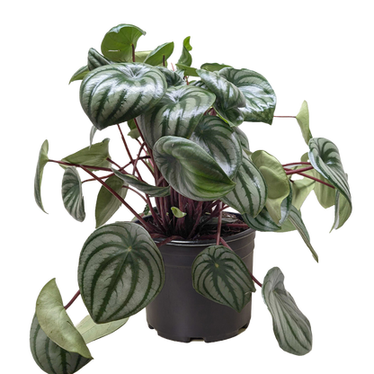 Peperomia Watermelon - OVAD