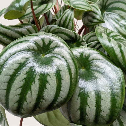Peperomia Watermelon - OVAD