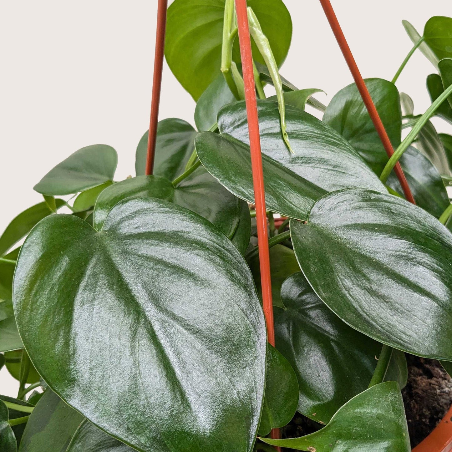 Philodendron Cordatum Heartleaf - OVAD