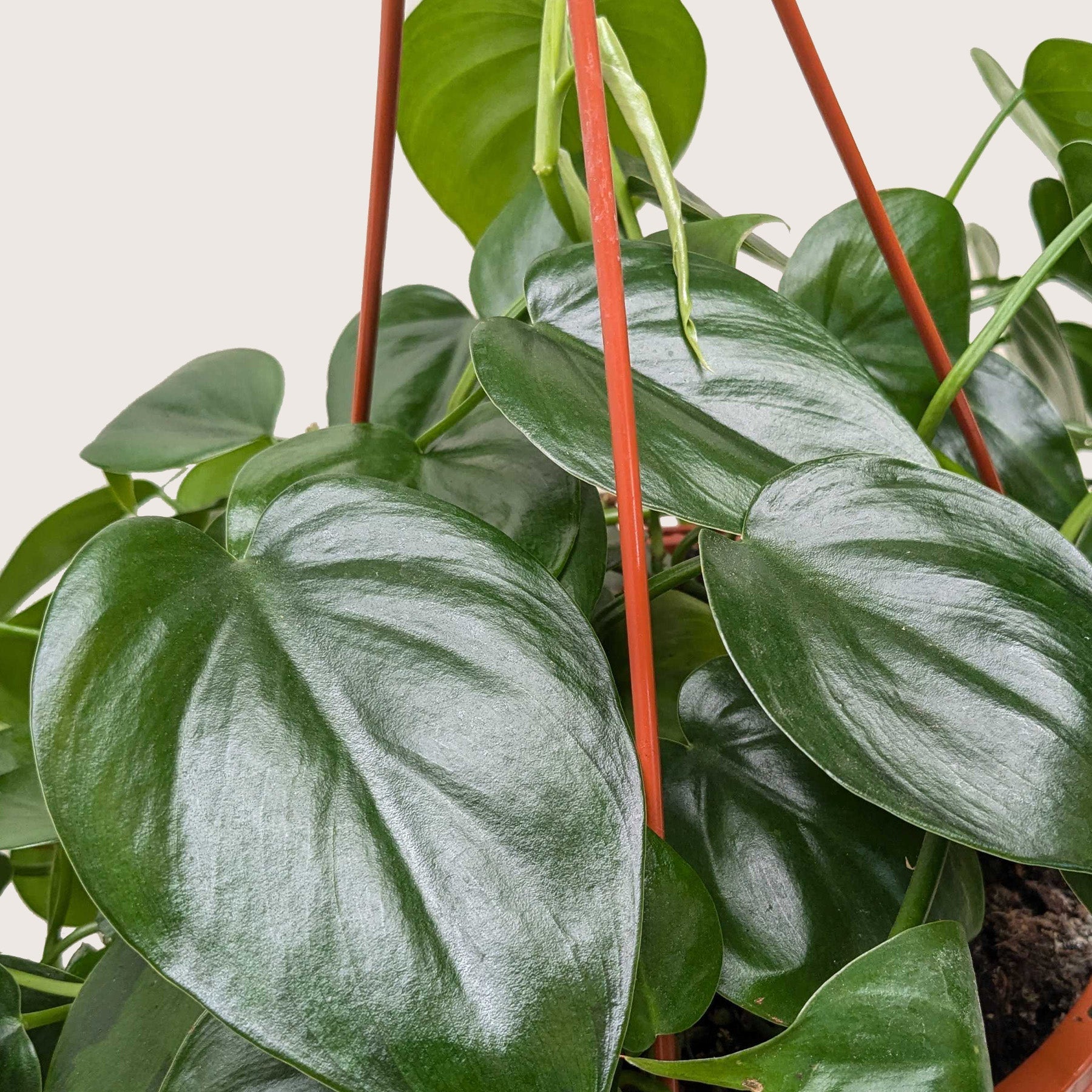 Philodendron Cordatum Heartleaf - OVAD