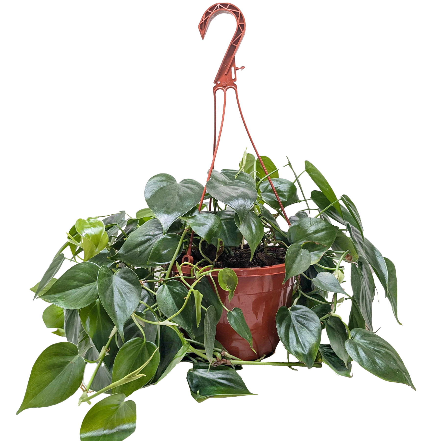 Philodendron Cordatum Heartleaf - OVAD