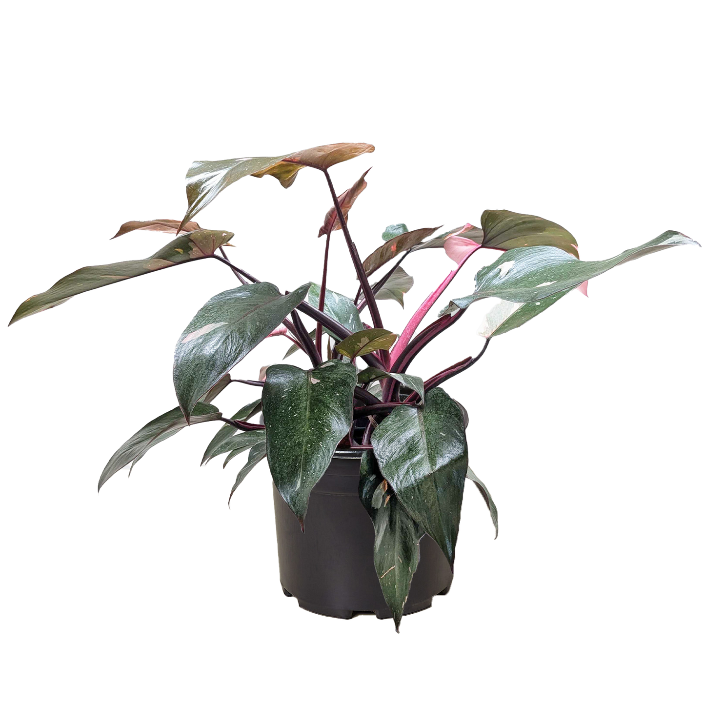 Philodendron 'Pink Princess' - OVAD