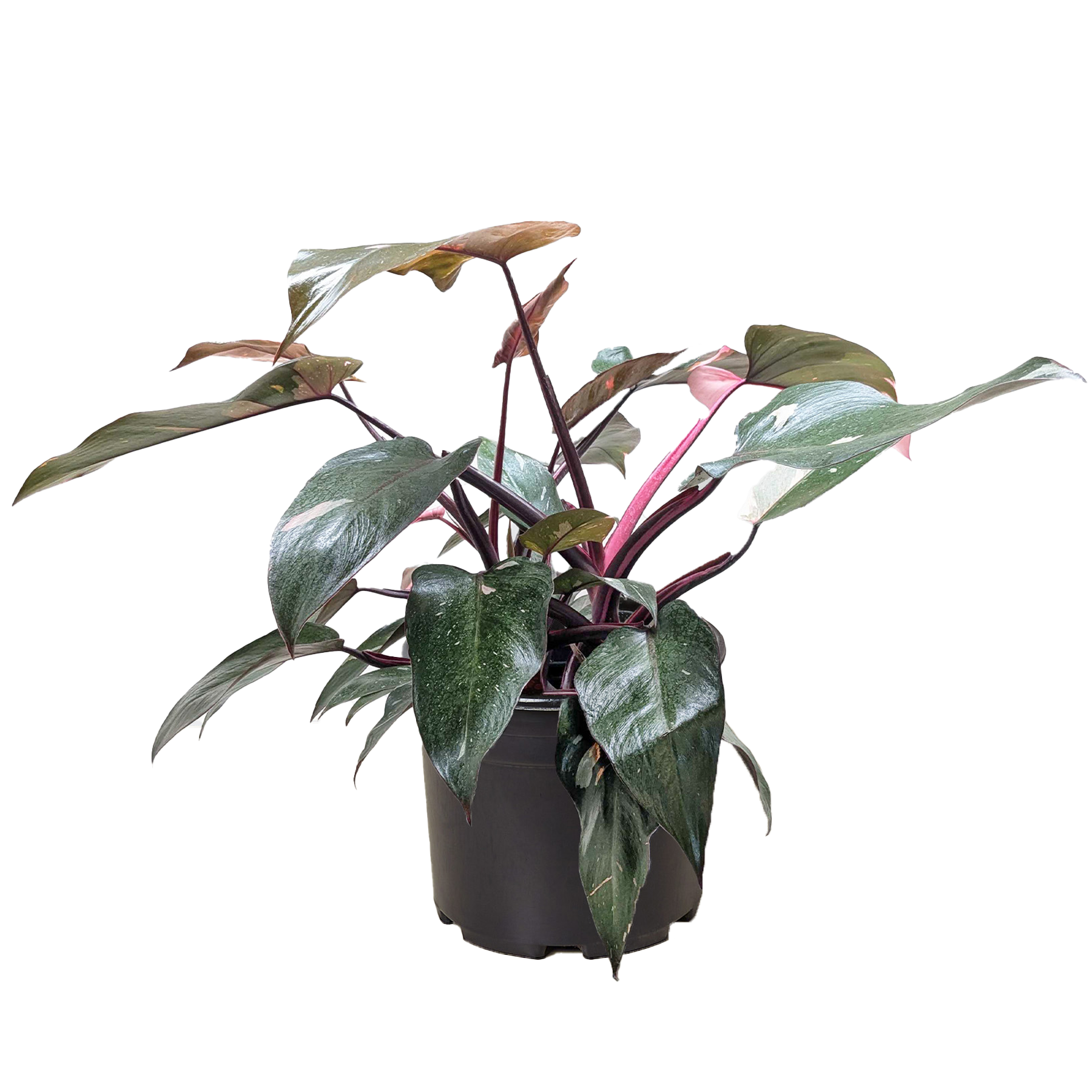 Philodendron 'Pink Princess' - OVAD