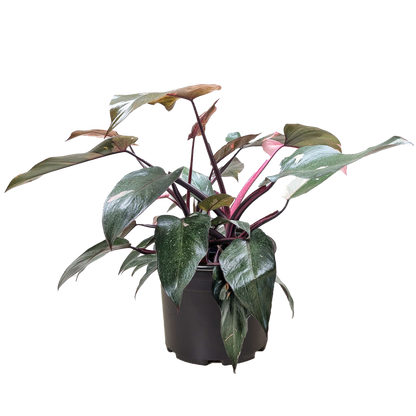 Philodendron 'Pink Princess' - OVAD