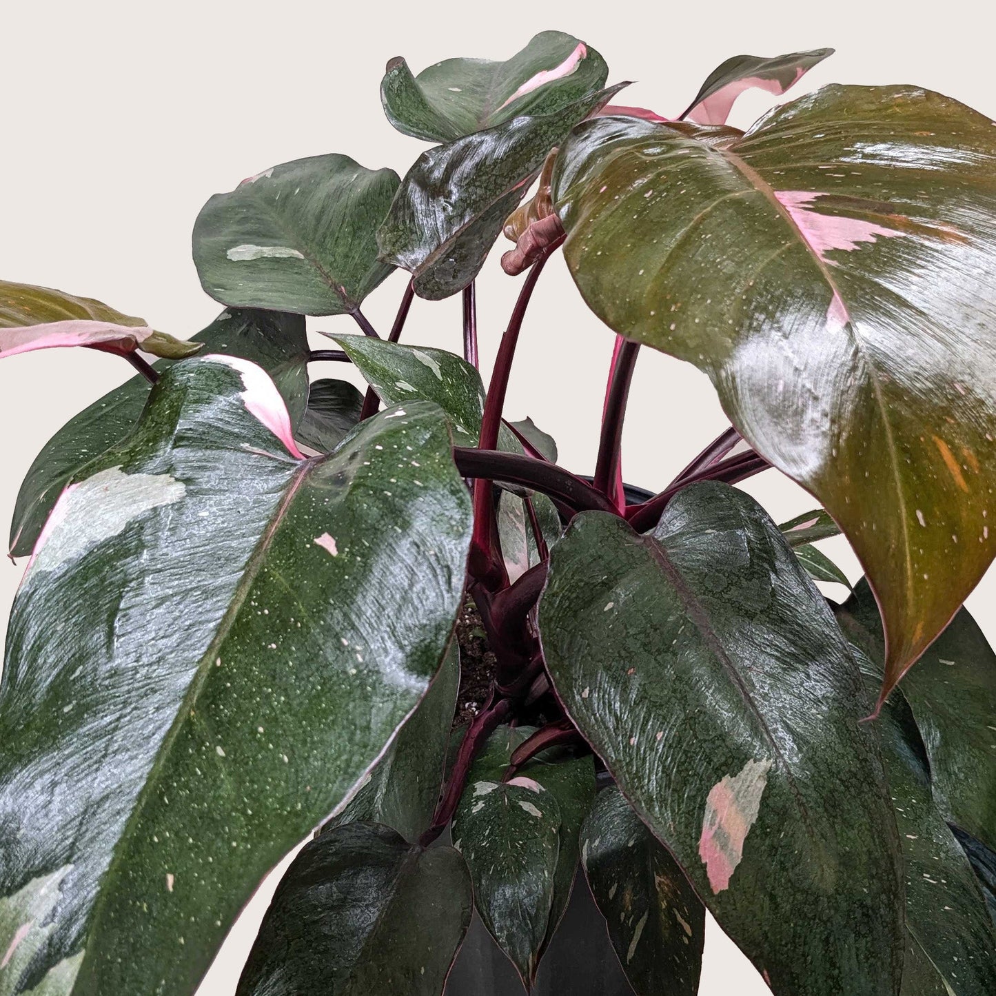 Philodendron 'Pink Princess' - OVAD