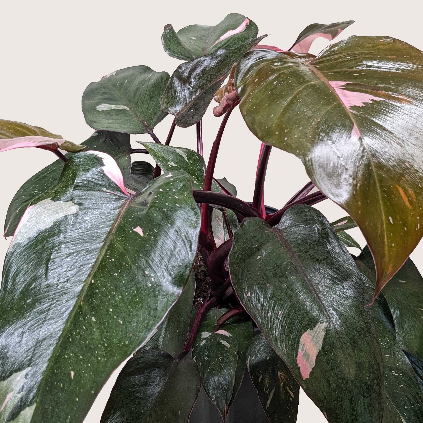 Philodendron 'Pink Princess' - OVAD