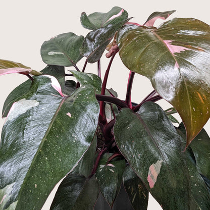Philodendron 'Pink Princess' - OVAD