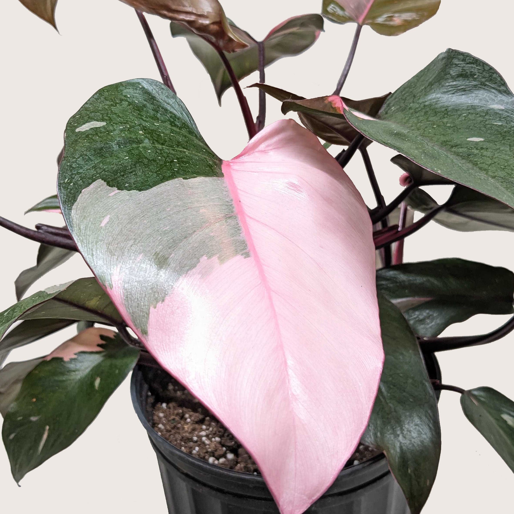 Philodendron 'Pink Princess' - OVAD