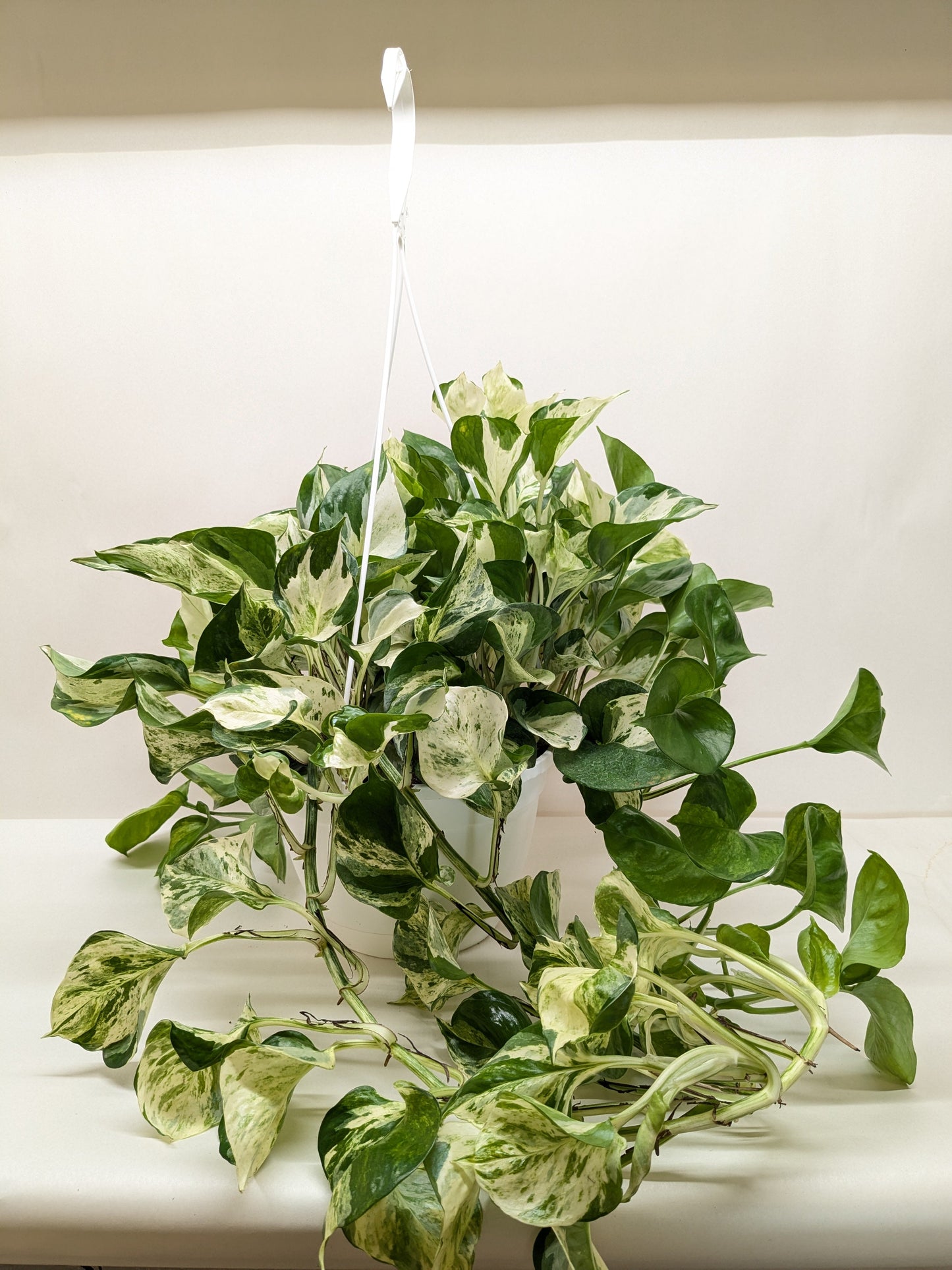 Pothos Manjula.