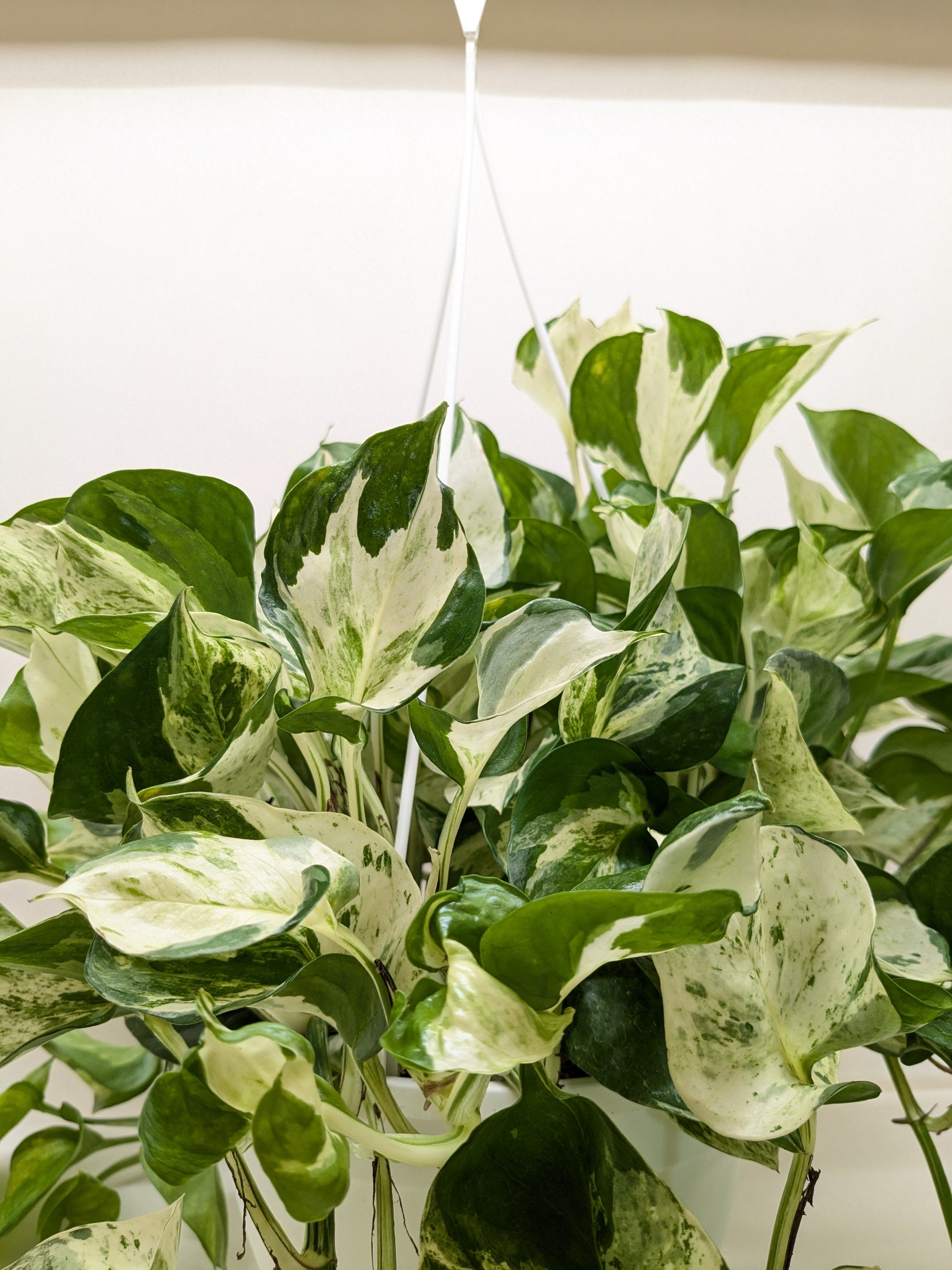 Pothos Manjula.