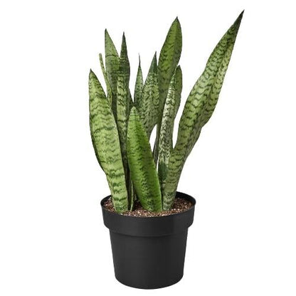 Sage the Snake Plant