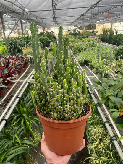 Fairy Castle Cactus.