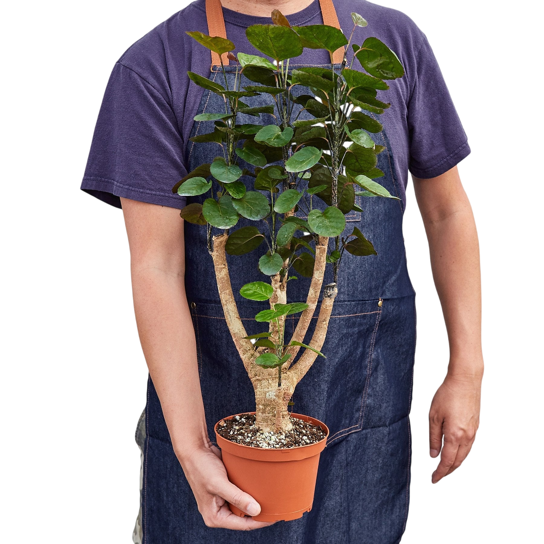 Gus the Aralia Fabian Stump - OVAD