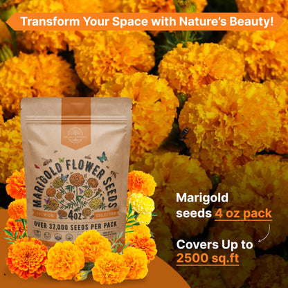 Marigold Seeds Pack 1 oz - Over 9,250 Non-GMO Heirloom Seeds for Indoor and Outdoor Gardening, Perfect for Home and Garden Beautification - OVAD