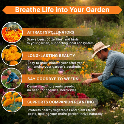 Marigold Seeds Pack 1 oz - Over 9,250 Non-GMO Heirloom Seeds for Indoor and Outdoor Gardening, Perfect for Home and Garden Beautification - OVAD