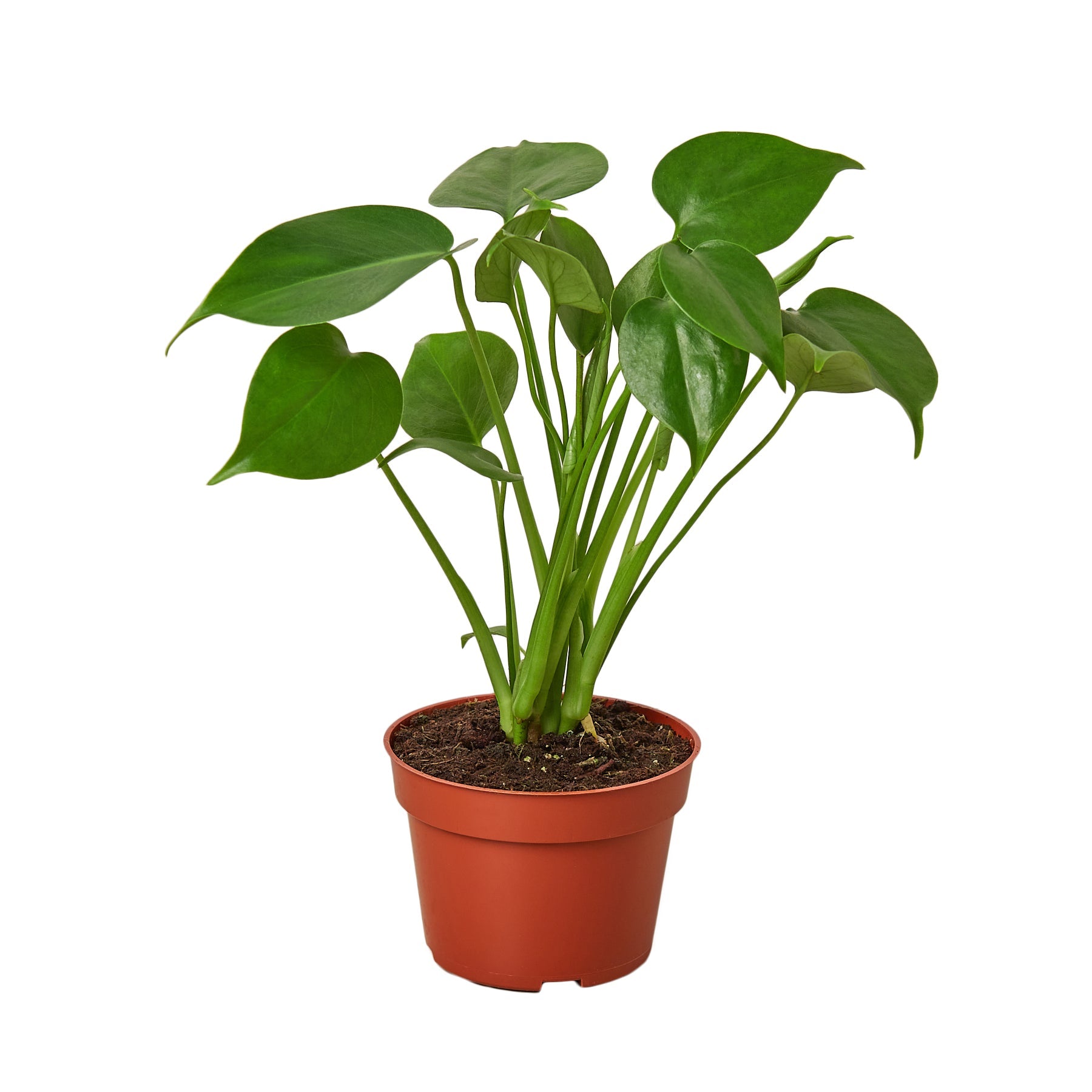 Philodendron Monstera Split-Leaf - OVAD