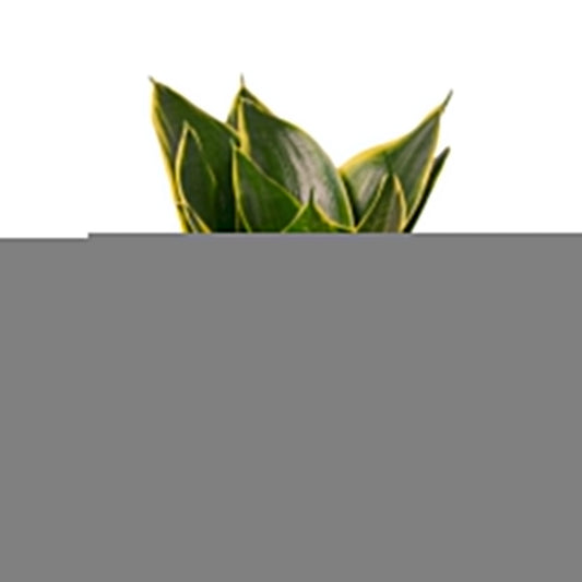 Snake Plant Emerald Star