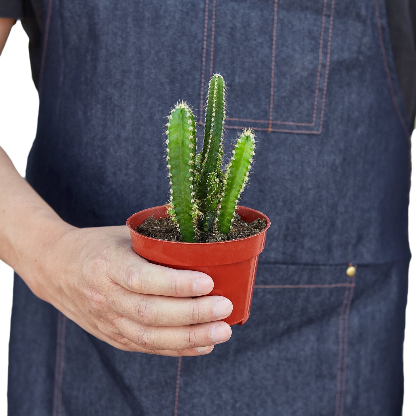 Fairy Castle Cactus.