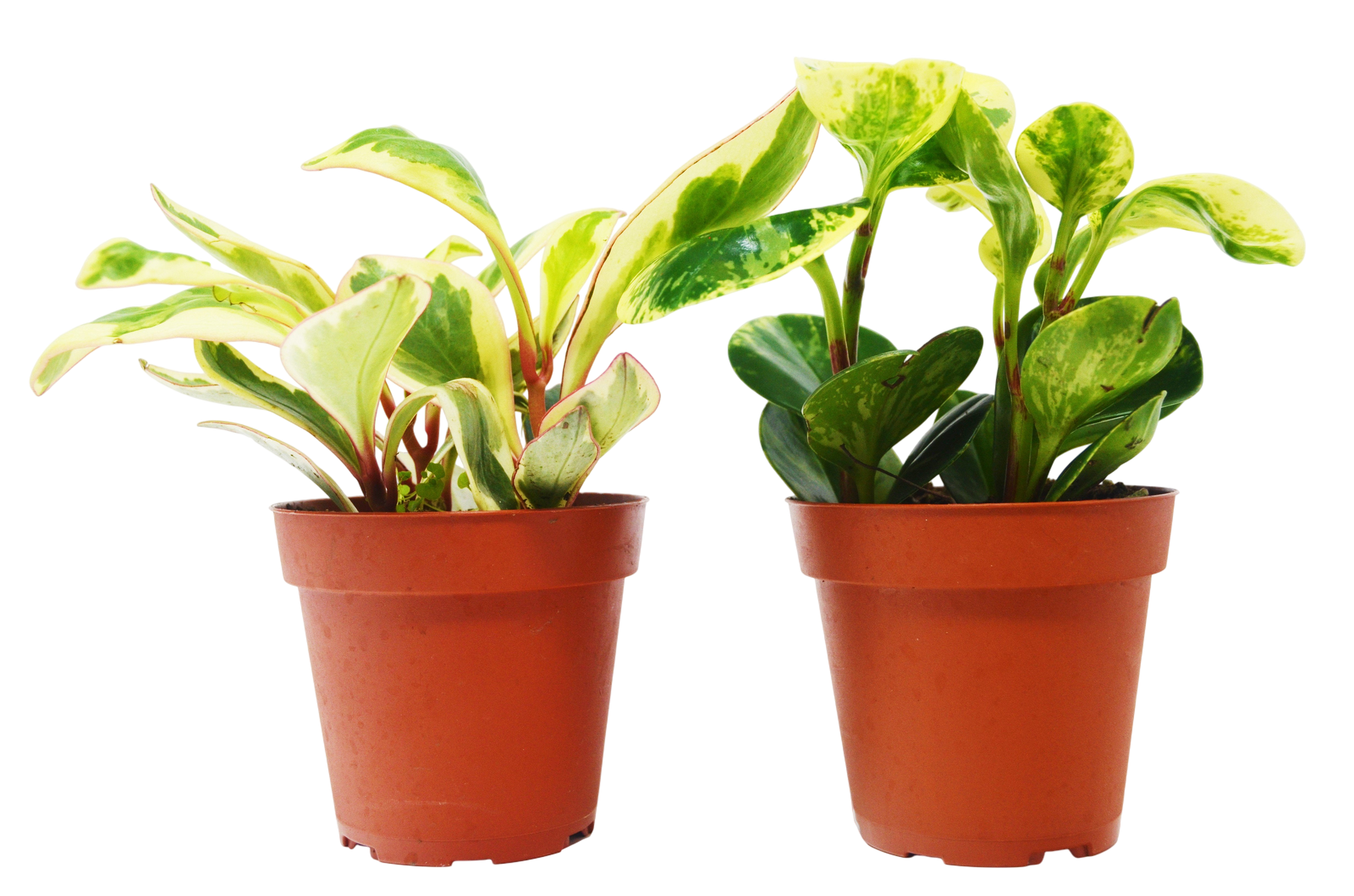 2 Peperomia Plants Variety Pack in 4" Pots - Baby Rubber Plants - OVAD