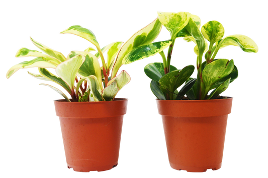 2 Peperomia Plants Variety Pack in 4" Pots - Baby Rubber Plants - OVAD