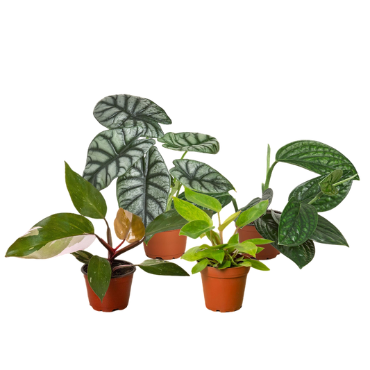 Rare Plant Bundle - OVAD