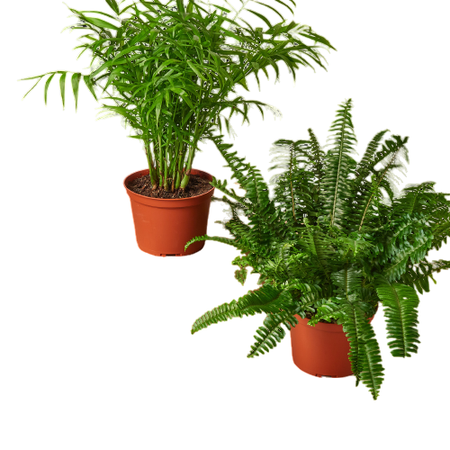 2 - 6" Pet-Friendly Plants Premium Subscription box - OVAD