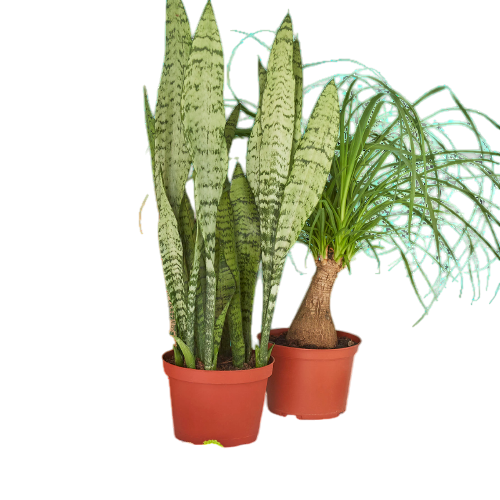 2 - 6" Indoor Plants Premium Subscription box - OVAD