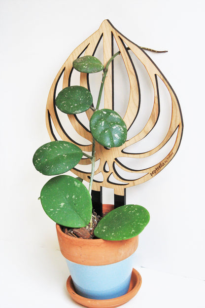 Peptrella - Plant trellis inspired by watermelon peperomia