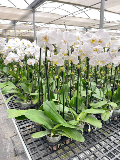 Orchid 'White Phalaenopsis'.