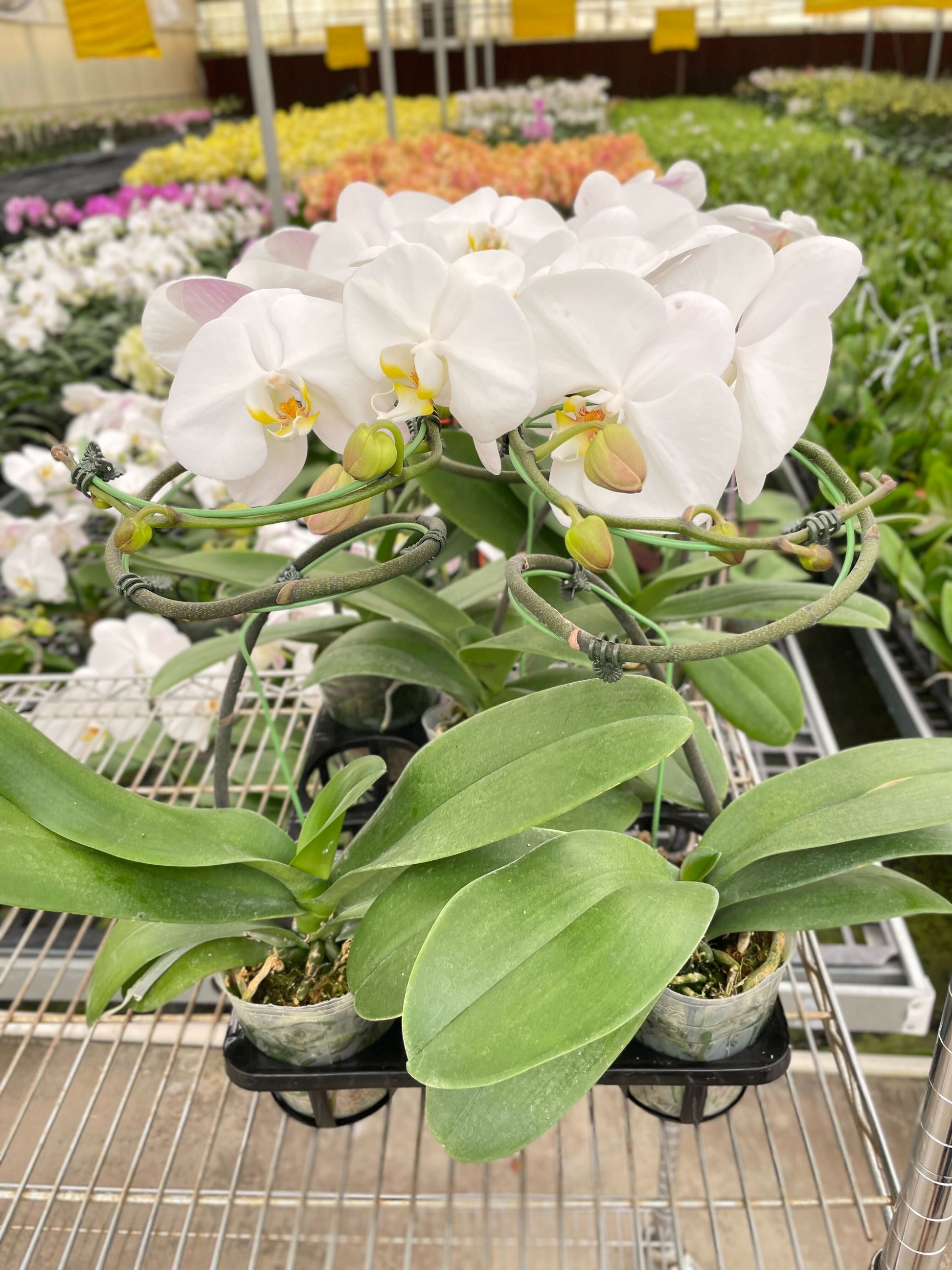 Orchid 'White Phalaenopsis'.