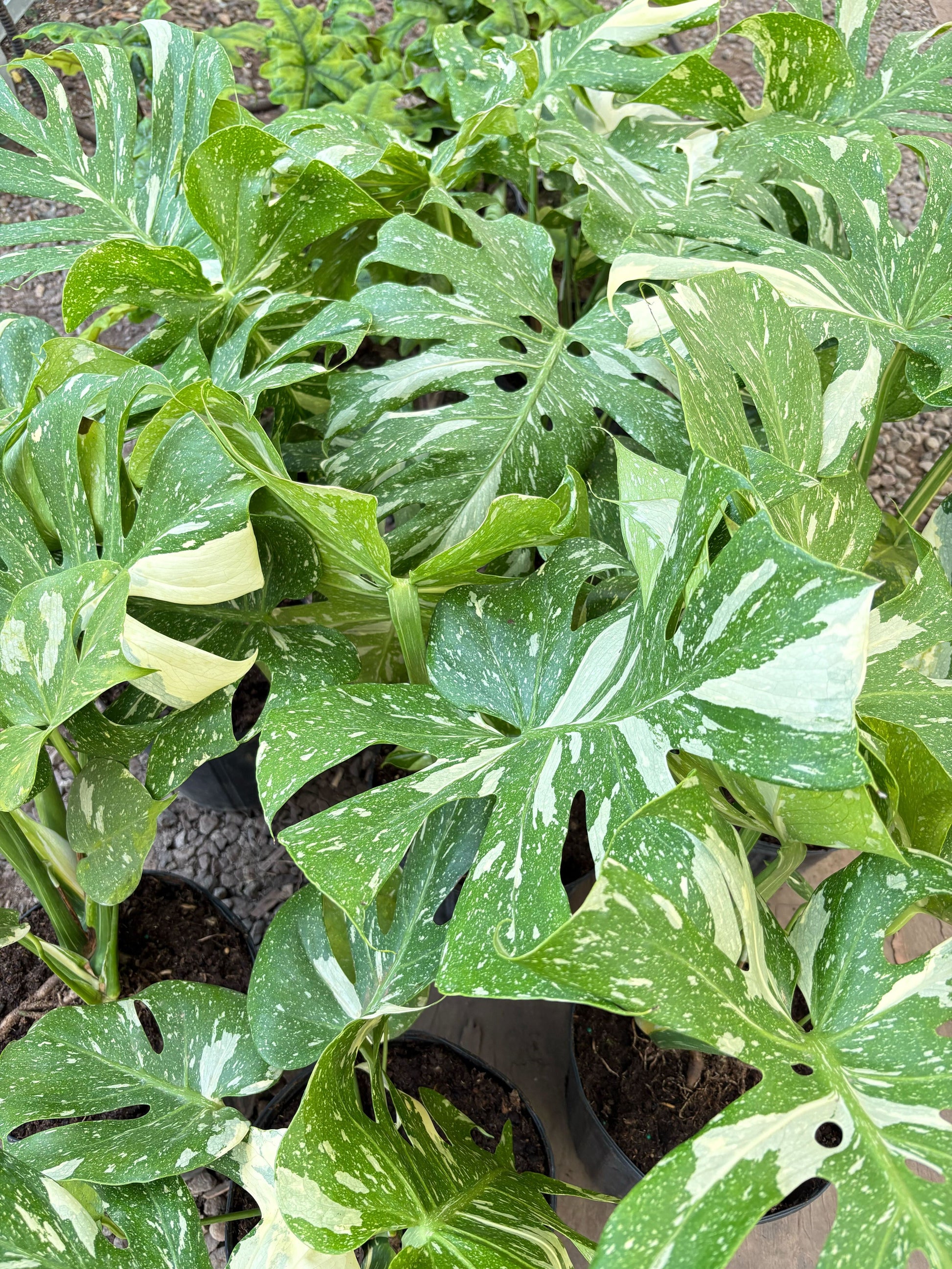Monstera 'Thai Constellation' - OVAD