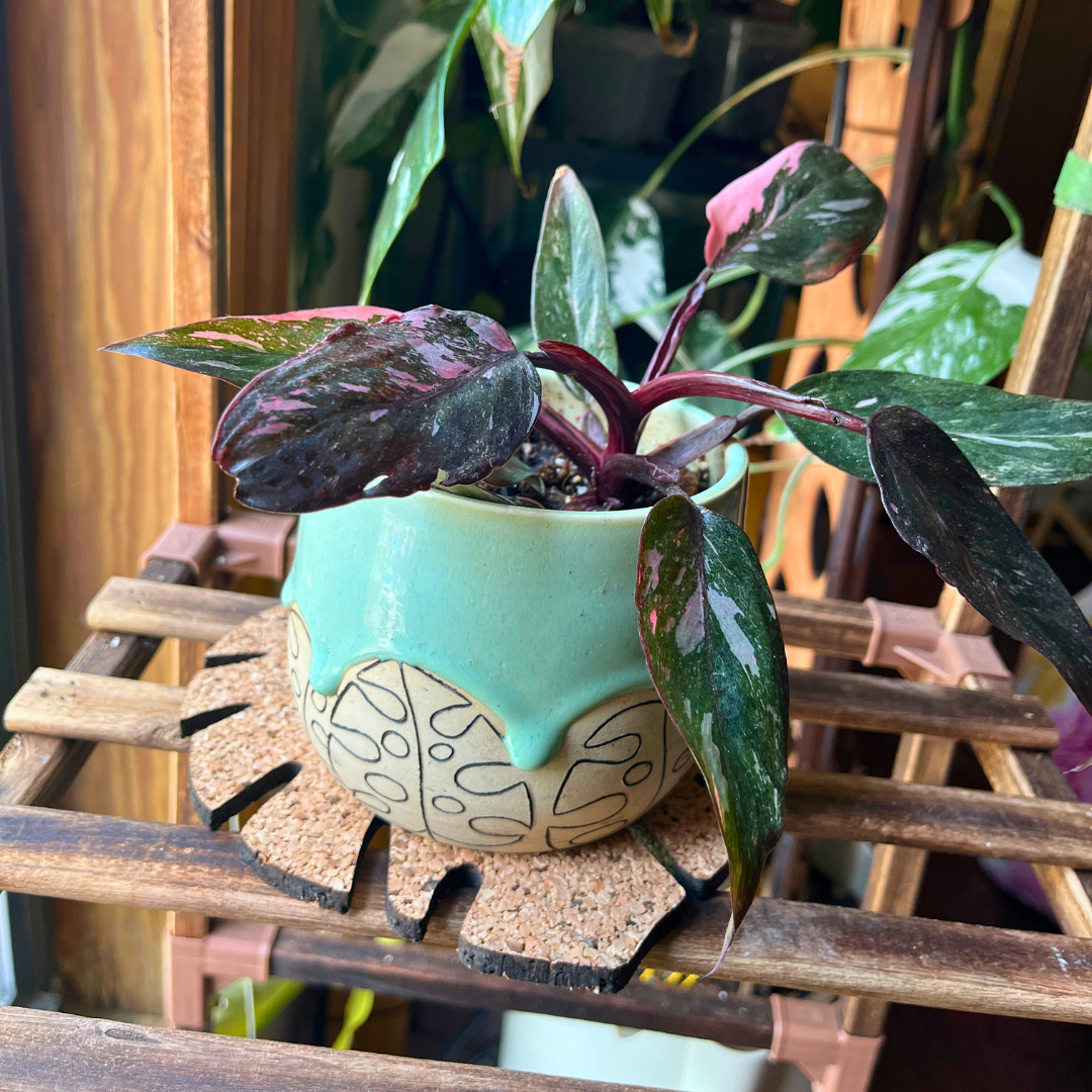 Kostr™ - Monstera Leaf-shaped  cork plant pot coaster