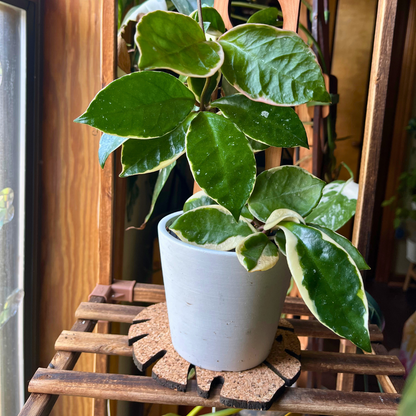 Kostr™ - Monstera Leaf-shaped  cork plant pot coaster