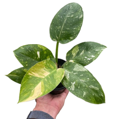 Luxe Plants