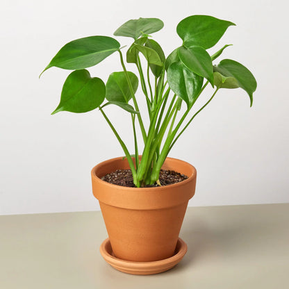 Philodendron Monstera Split-Leaf - OVAD